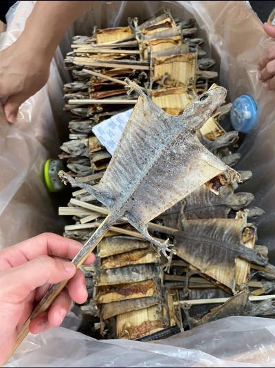 印尼蛤蚧加工和出口一条龙，现货34万只，出口额度还有40多万只