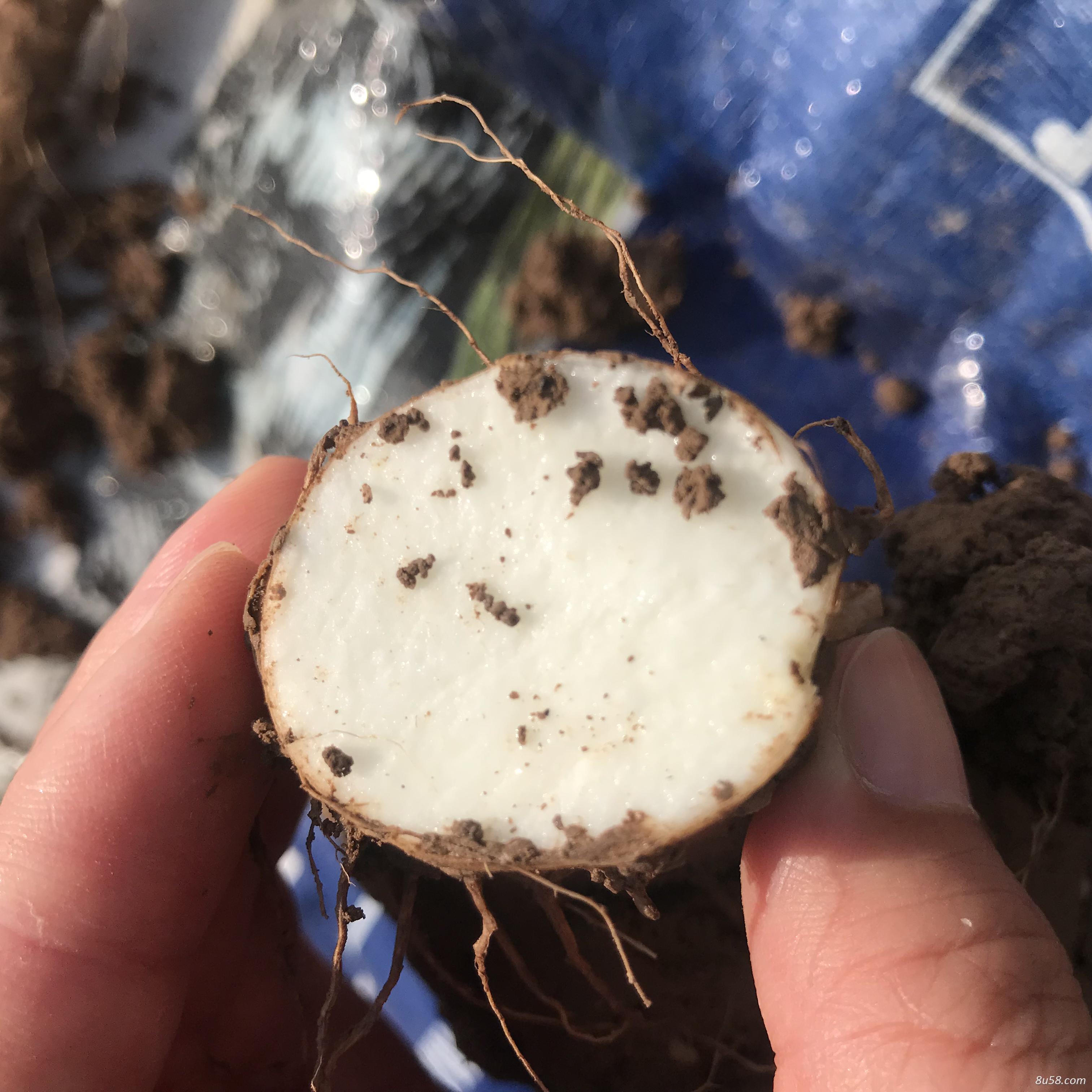 有机山药生产和普通山药生产区别