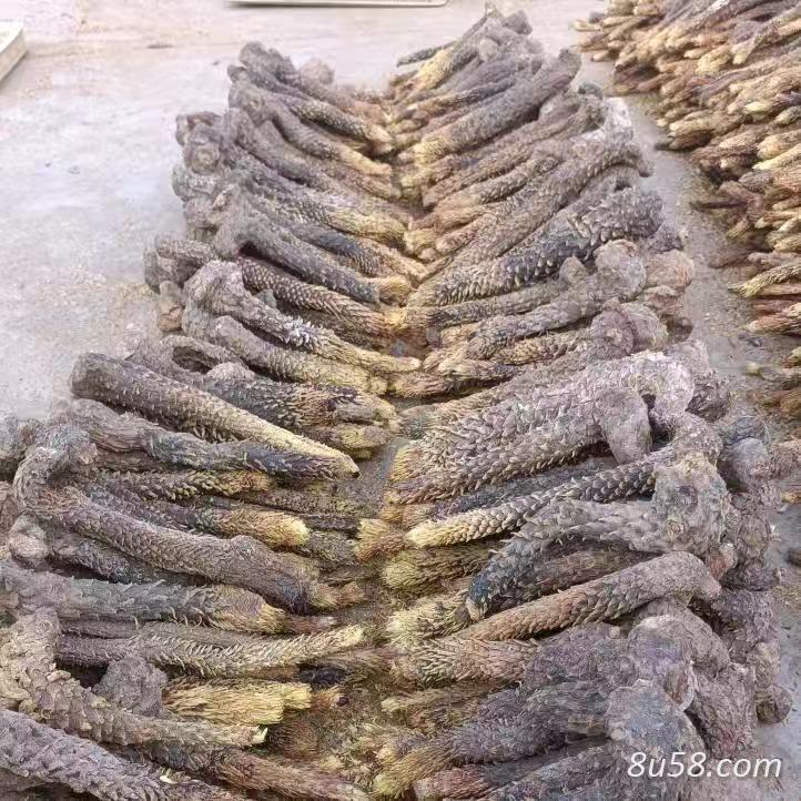 新疆吐鲁番肉苁蓉 新疆吐鲁番肉苁蓉