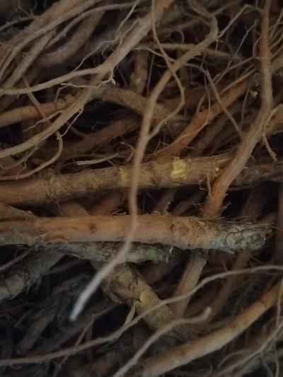 当年挖的柴胡
