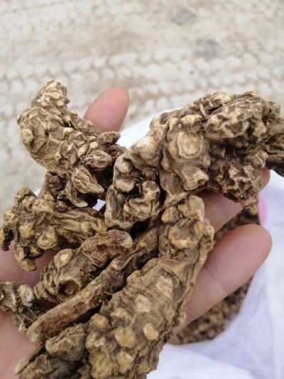 出售辽宁丹东条形北苍术干货10吨