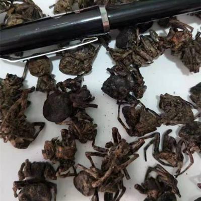 一只蜘蛛,扁蛛,园蛛,网虫,八脚螅,喜子,波丝要卖多少钱-孙国华
