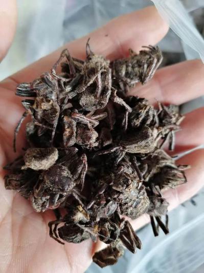 干蜘蛛，蜘蛛干都在卖多少钱一斤-孙国华