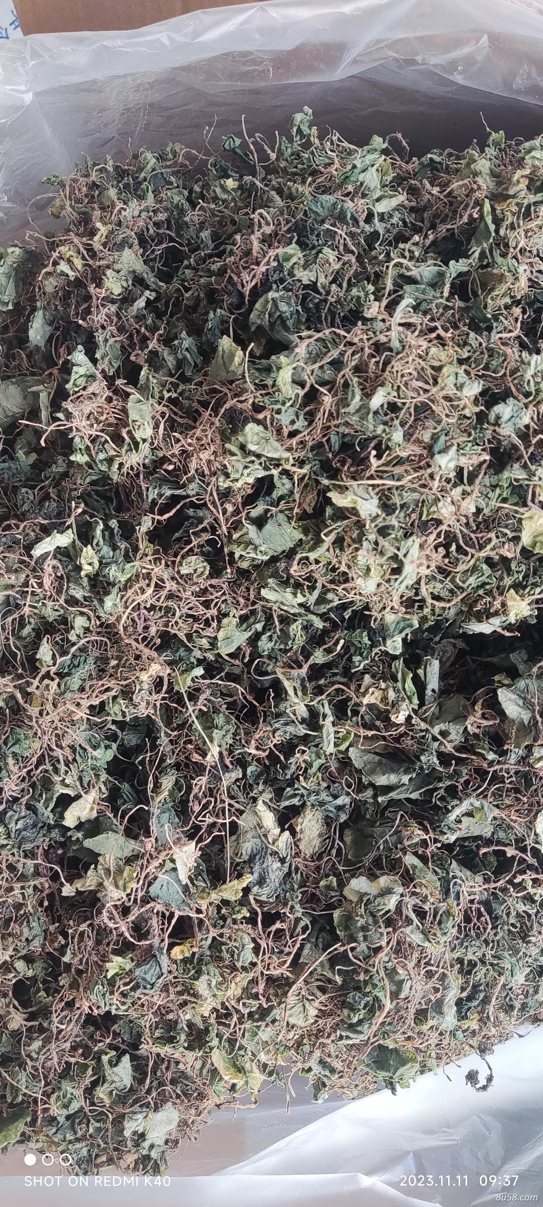 青天葵 独叶莲 干货 云南小叶