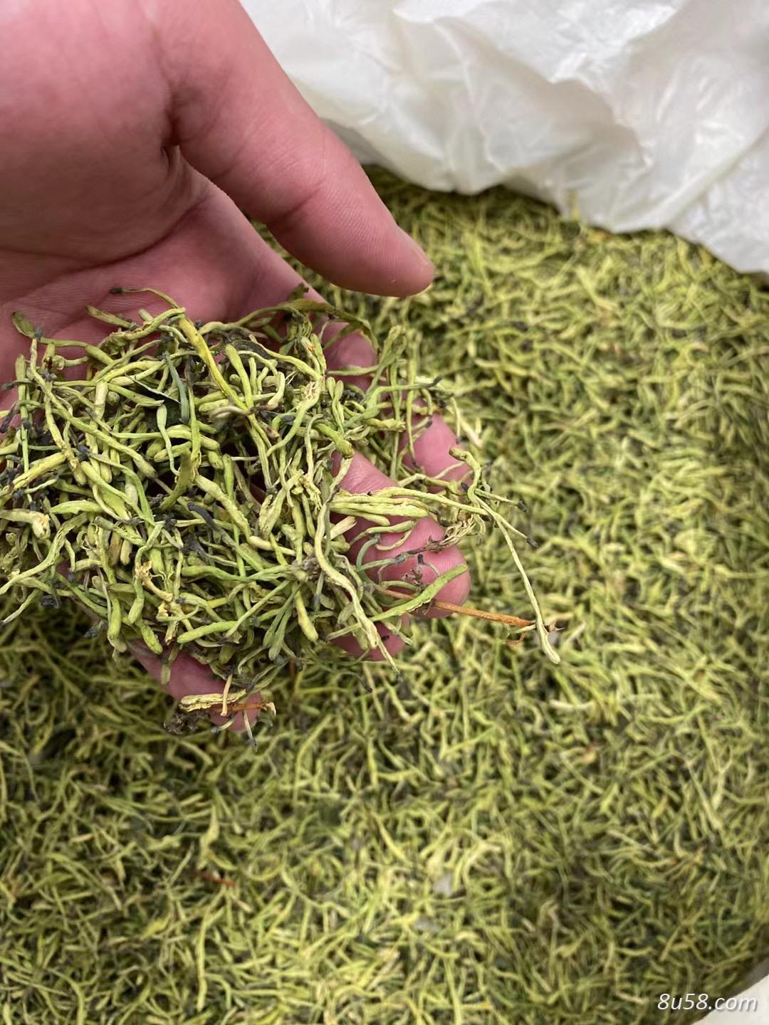 大量供应金银花