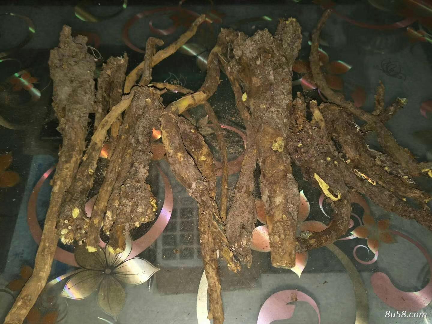 常年出售野生黄芩