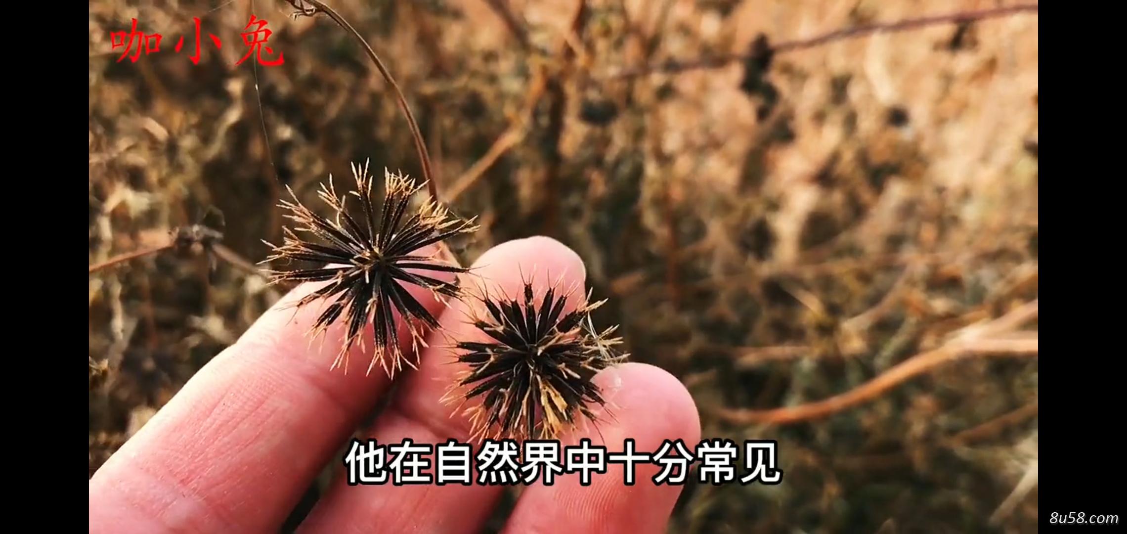 鬼针草籽