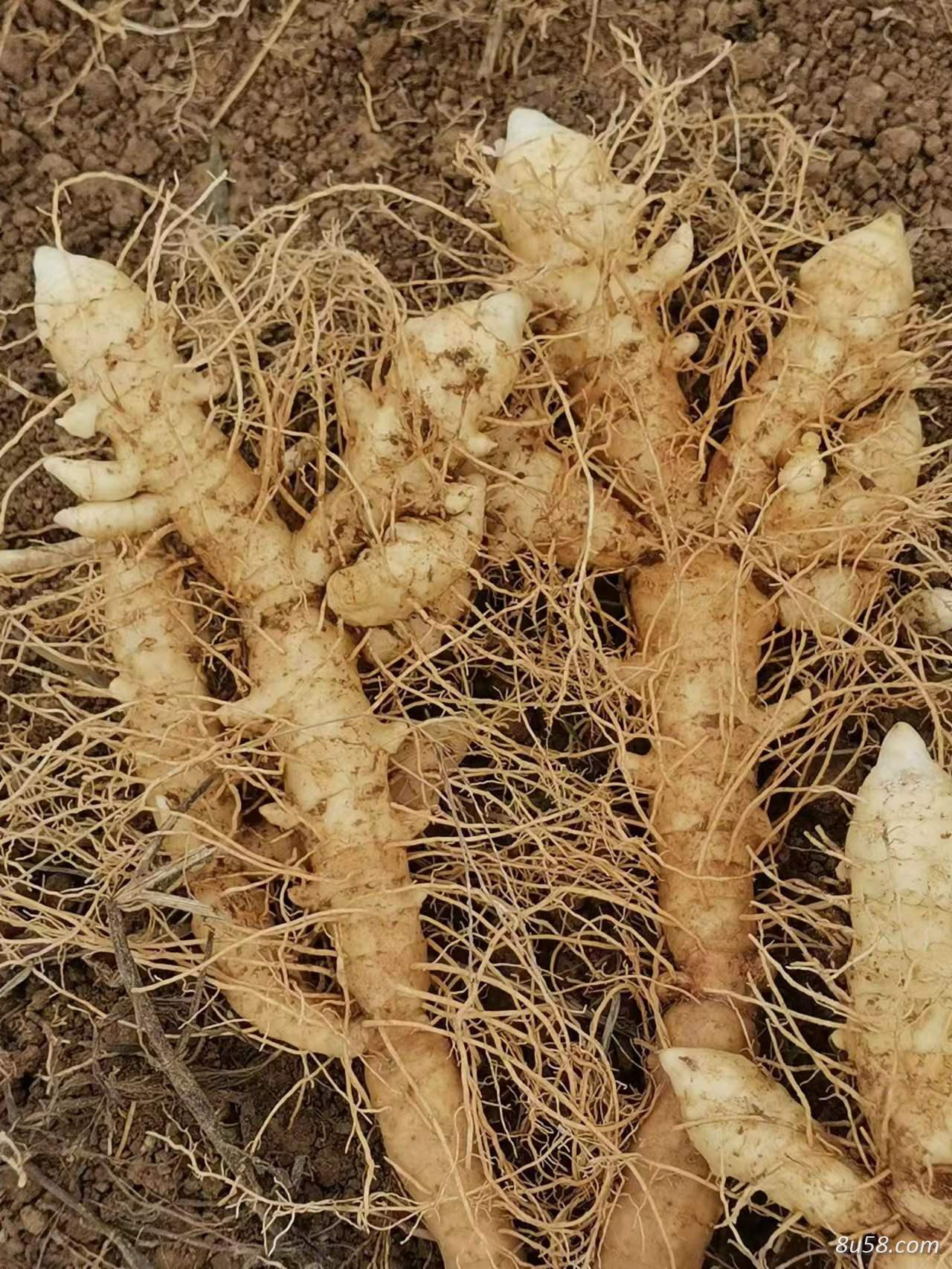玉竹