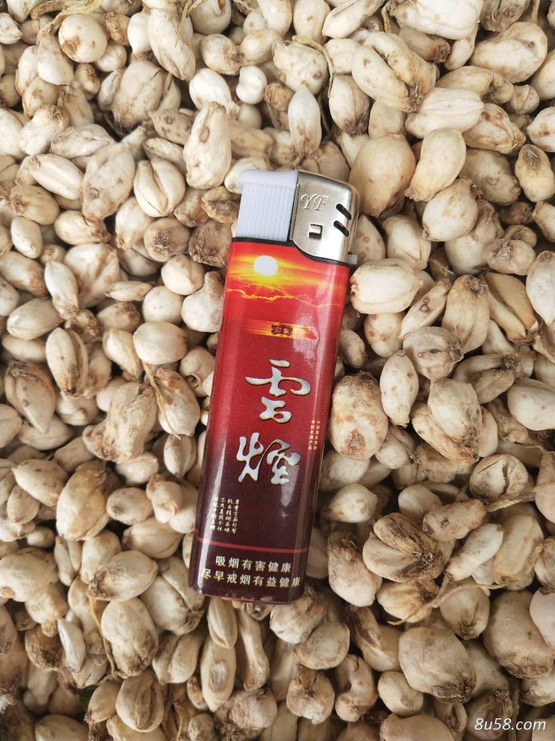 伊犁家种四年小个贝母