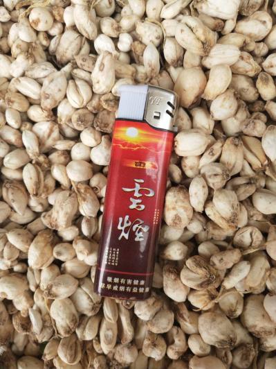 伊犁家种四年小个贝母