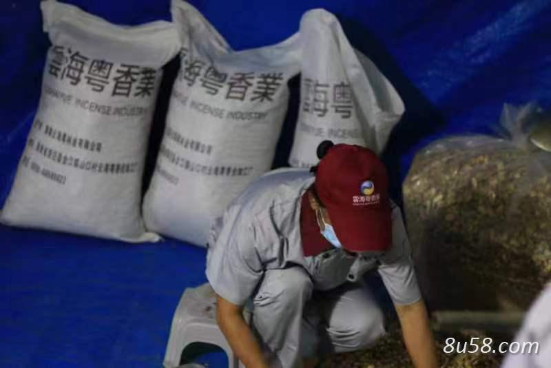 沉香中药材原料源头供应