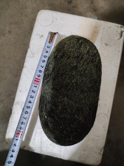 猪宝   猪辰砂  精品