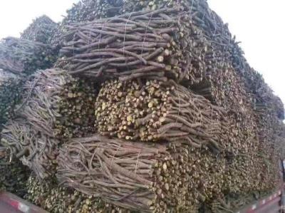 哈萨克斯坦甘草现货