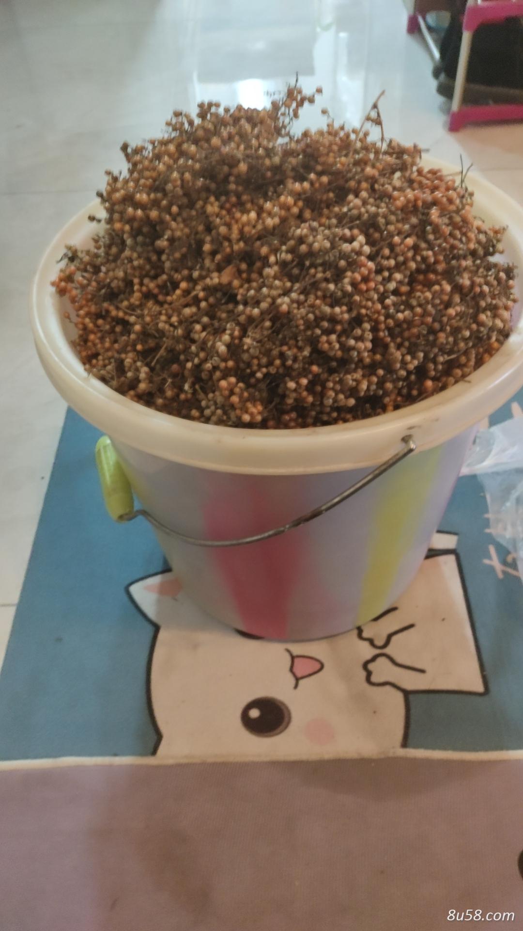 出售鸡屎藤种子