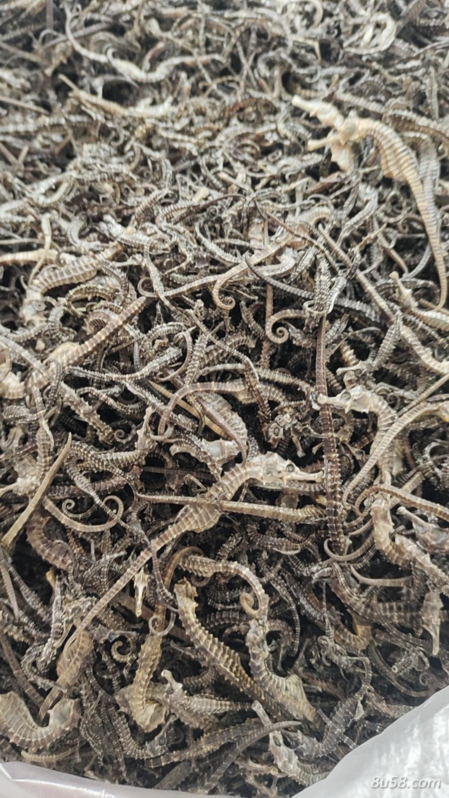 海马干