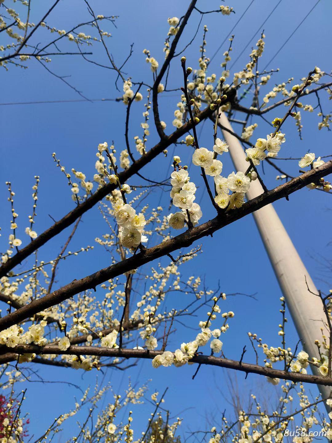 白绿梅