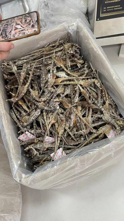 膨腹海马资质齐全带标