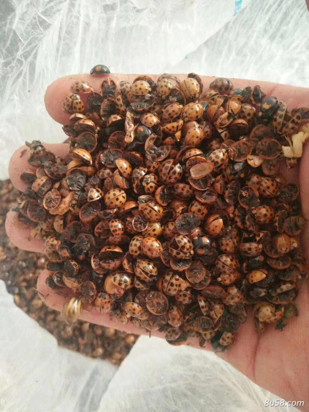 七星瓢虫,瓢虫,金龟,新媳妇,花大姐,七星花鸡怎么卖-孙国华