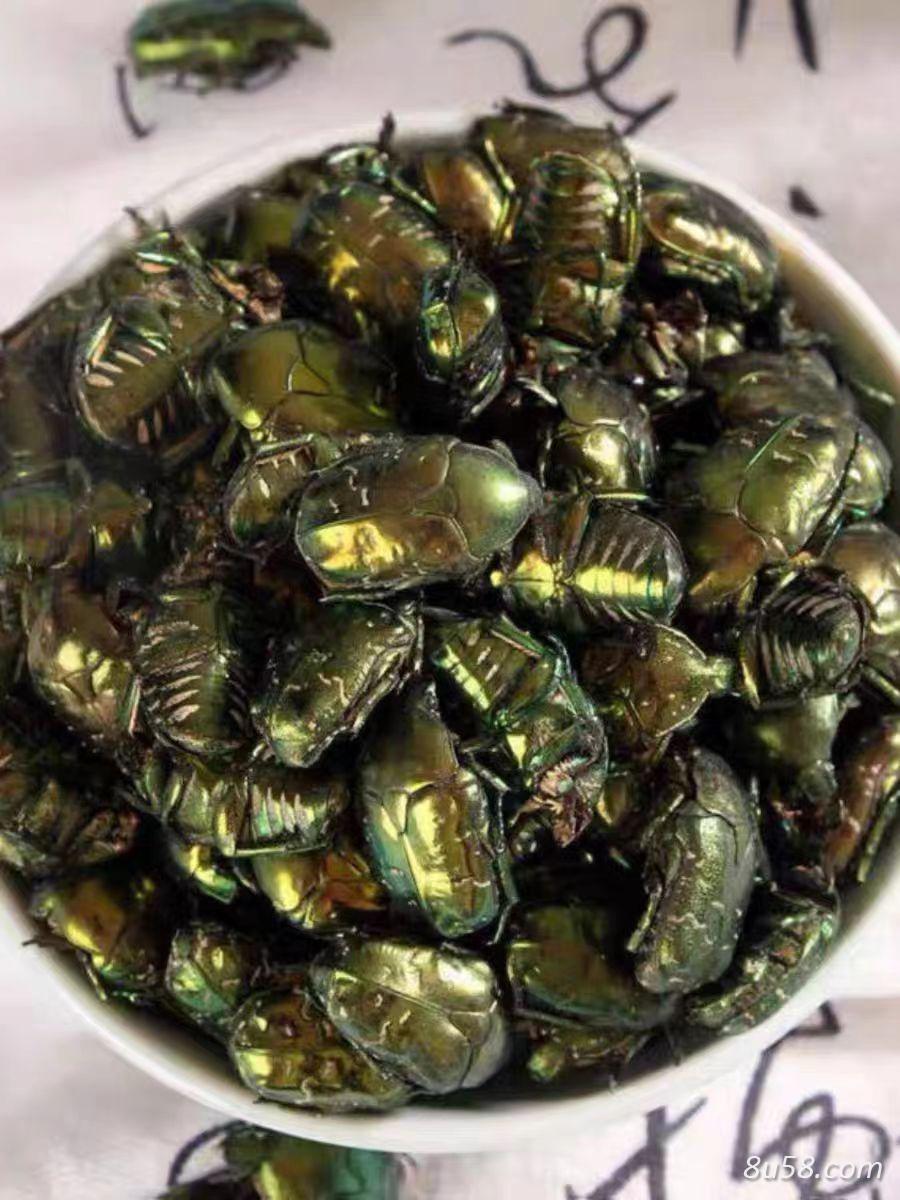 金龟子,蛴螬,苍虫,瞎闯子,瞎眼撞子,甲壳虫,臭龟子,黄虫那里有买的-孙国华