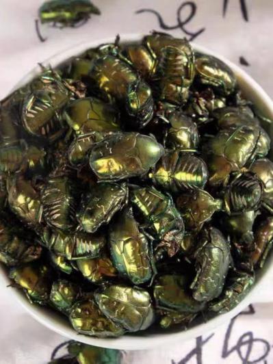 金龟子,蛴螬,苍虫,瞎闯子,瞎眼撞子,甲壳虫,臭龟子,黄虫那里有买的-孙国华