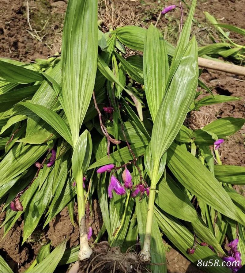 个人引进紫花三叉大白芨现已养殖4年可以出售成品约有1~200公斤左右