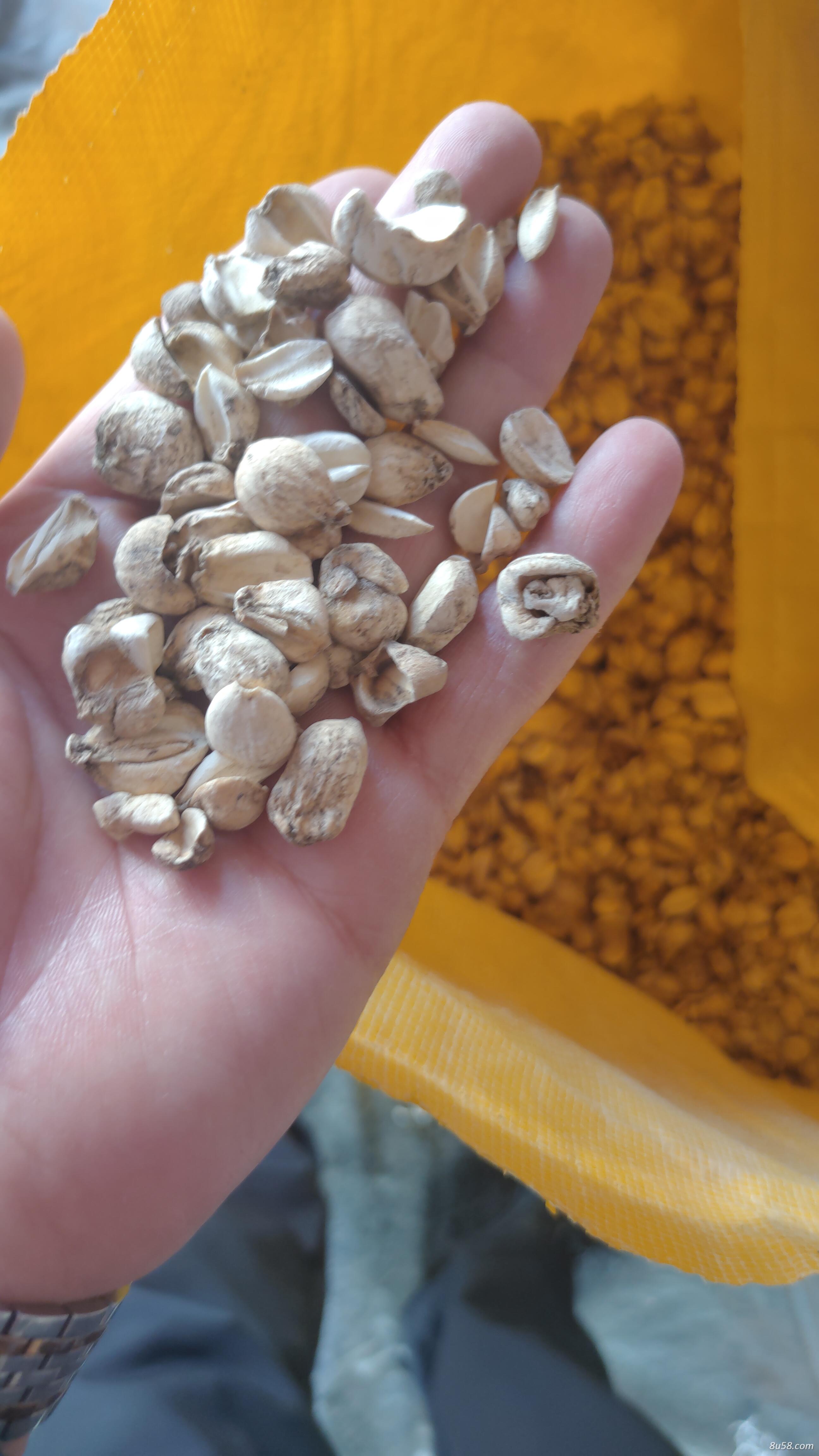 各种规格伊贝母
