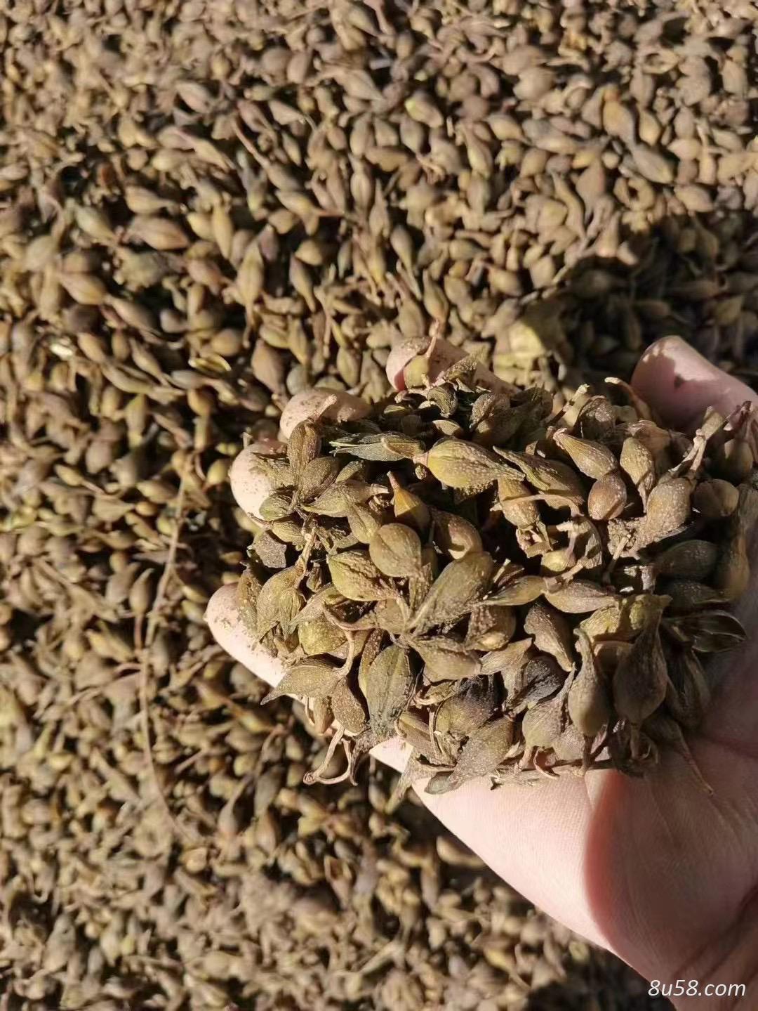 出：连翘（水煮青翘）7吨
