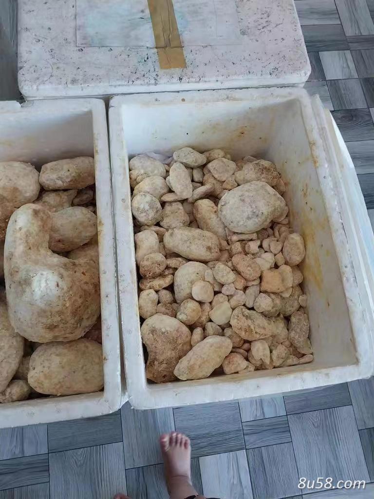 龙涎香 印度尼西亚进口