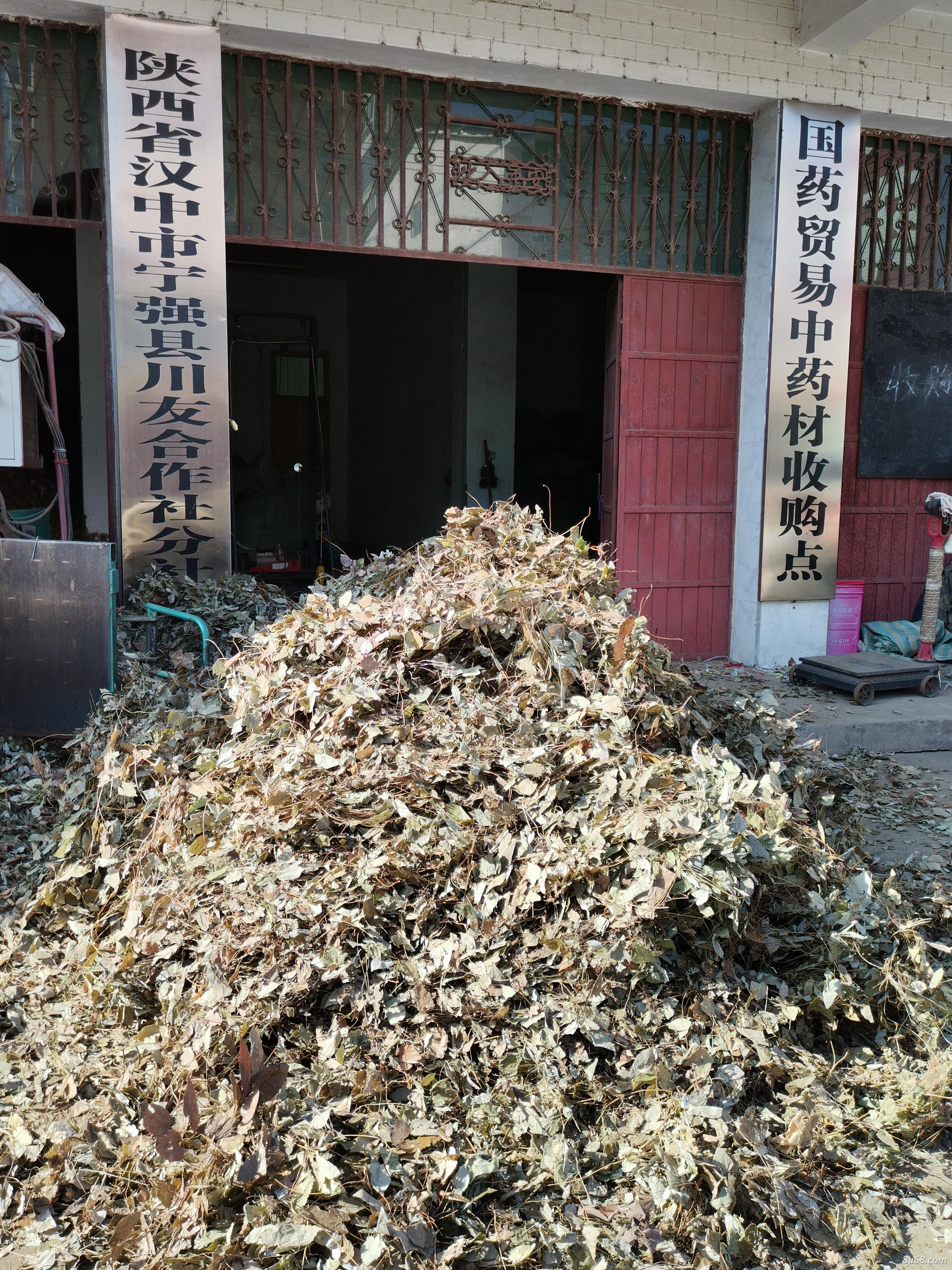 药典揉毛 淫羊藿
