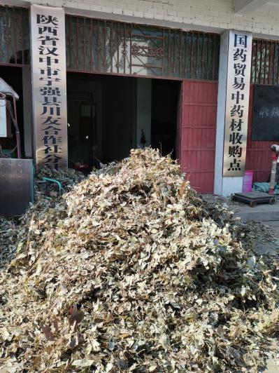 药典揉毛 淫羊藿