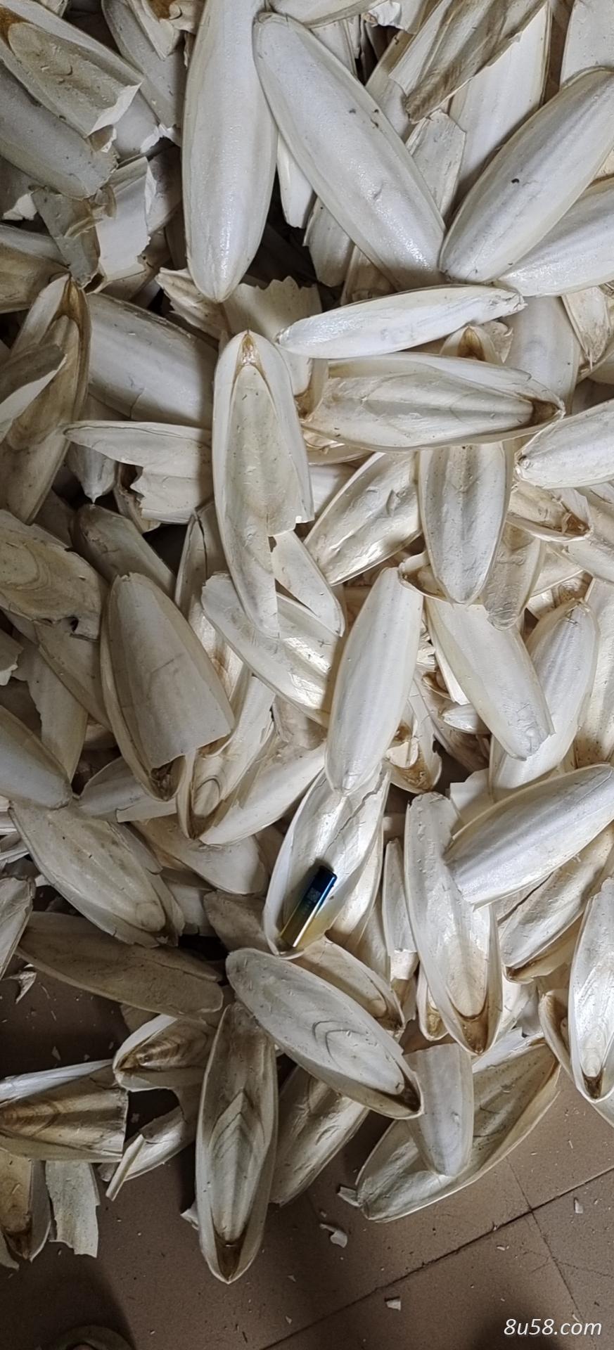 长期出售，海螵蛸