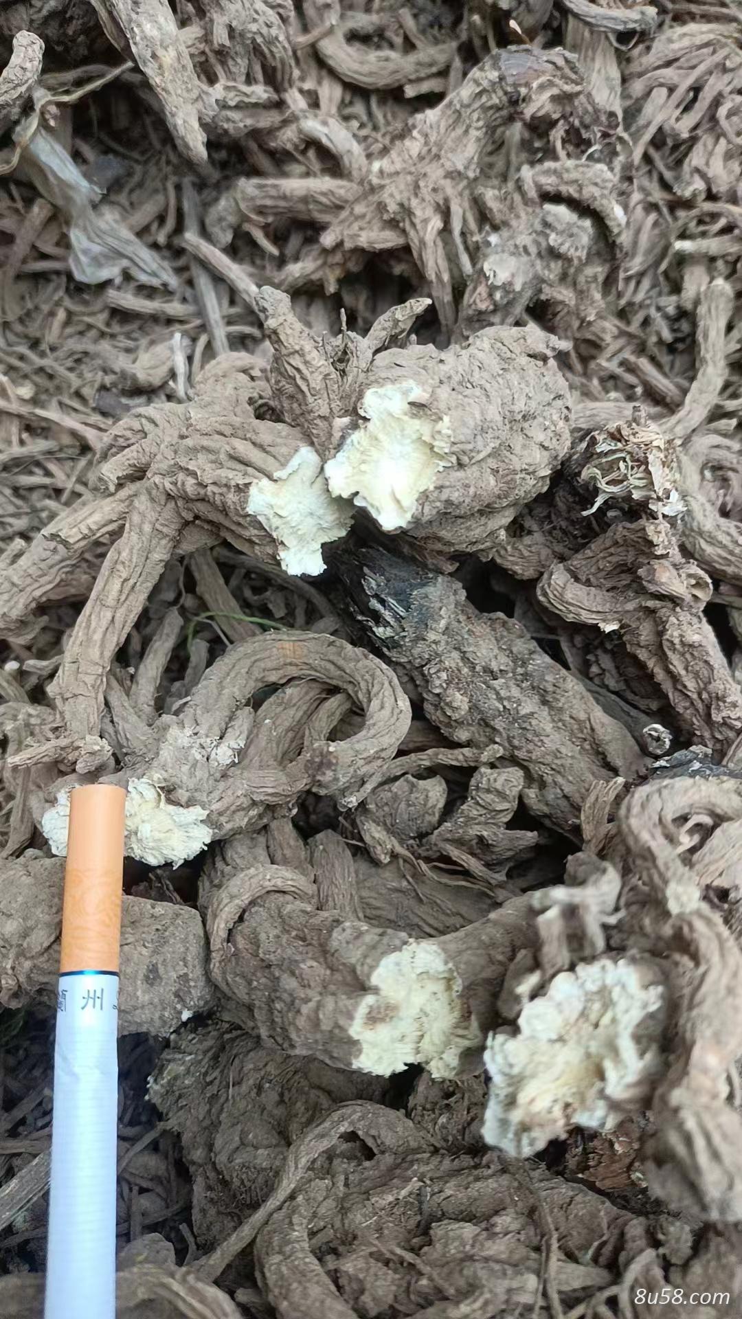 独活 统货 当年产 全干货