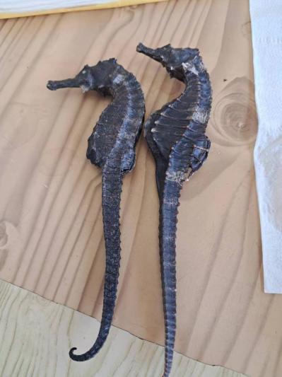 干海马16 ～18 cm