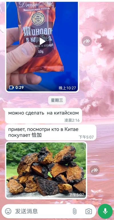 俄罗斯白桦茸