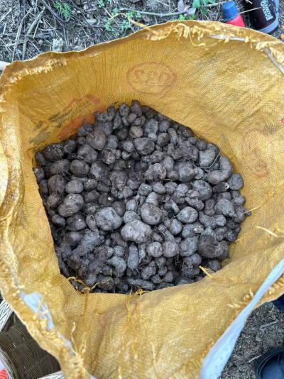 大量三叶青果实出售，货源充足，果实好