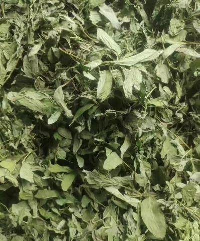 薄荷叶   薄荷全颗