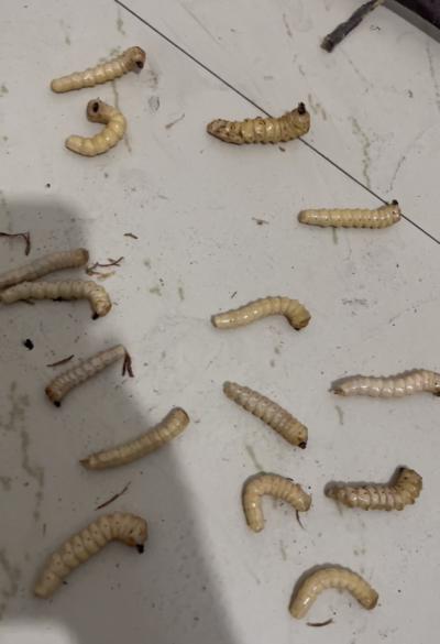 云实树斗门虫