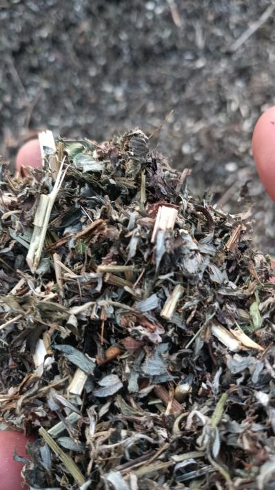 供应山东枣庄优质野生艾段片子大货