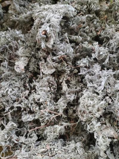 常年大量供应野生茵陈