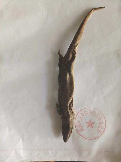 那块在卖石龙子,马蛇子,马舌子,麻舌子,四脚蛇,猪婆蛇,丽级麻蜥,蜥蜴,石蜴-孙国华