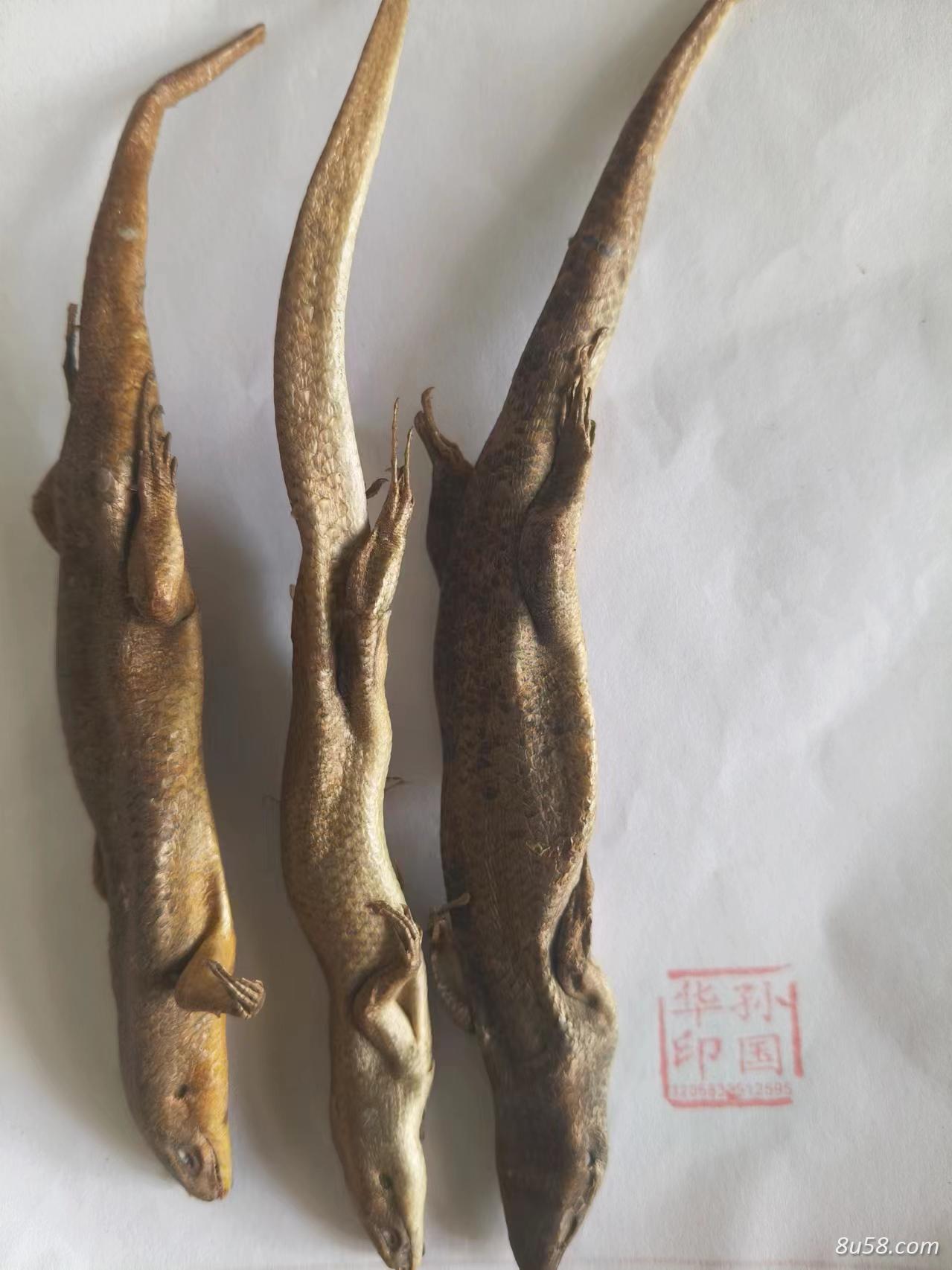 石龙子别名四脚蛇,猪婆蛇,守宫,石龙子,蜥蜴,山滑蜥,五寸棍怎买-孙国华