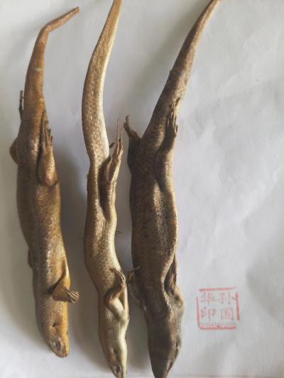 石龙子别名四脚蛇,猪婆蛇,守宫,石龙子,蜥蜴,山滑蜥,五寸棍怎买-孙国华