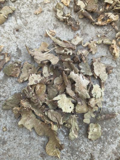 香茶菜根产地一手货源常年大货供应