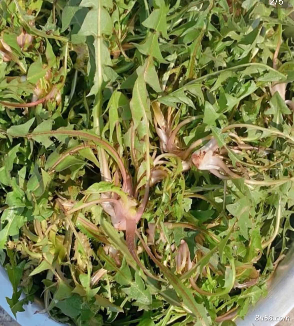 新疆水城阿克苏蒲公英