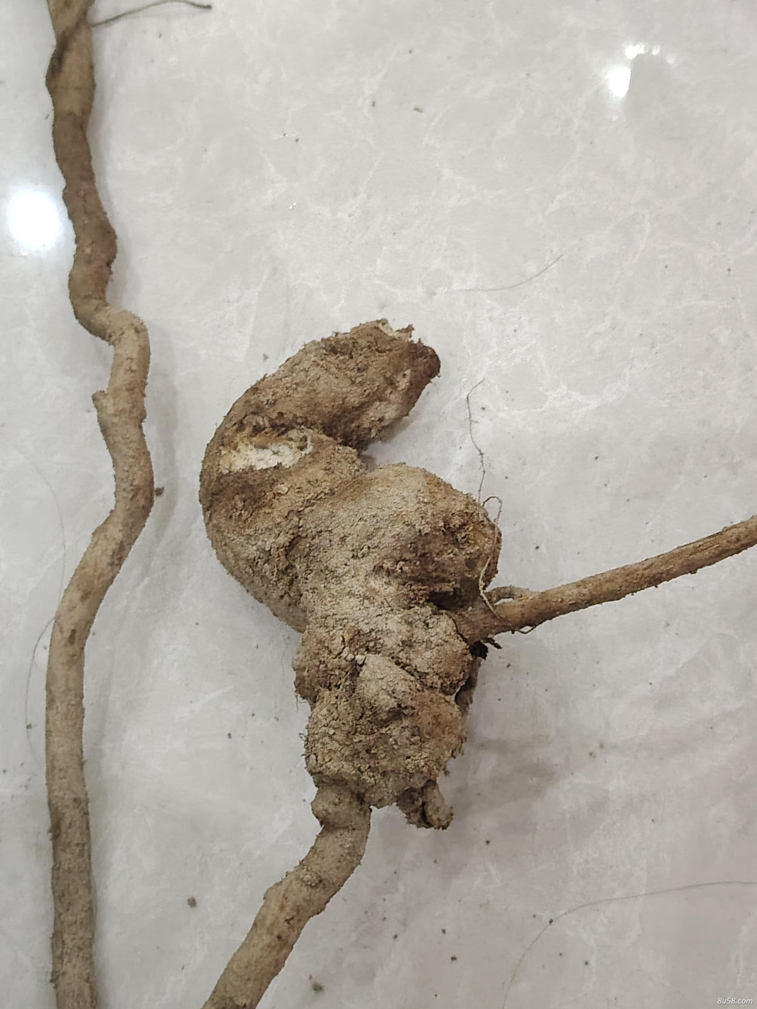野生粉防己