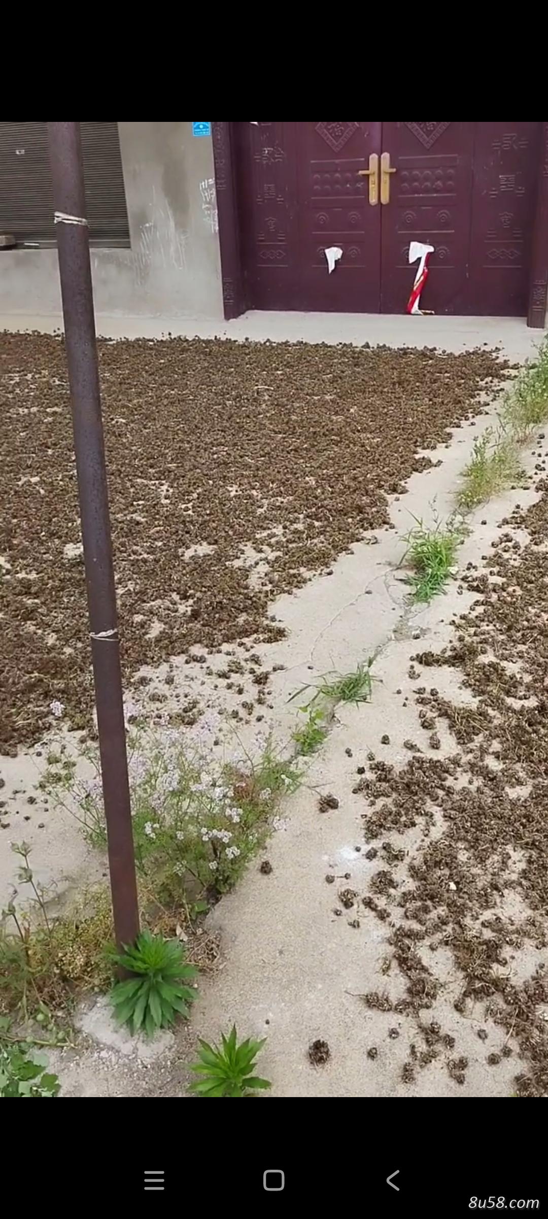 猫爪草