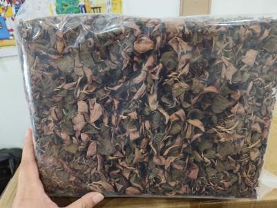 福建南靖金线莲原产地水培金线莲 林下种植金线莲 仿野生金线莲
