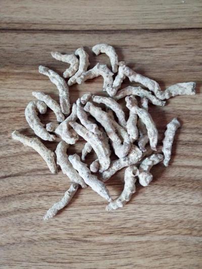 我有大批量僵蚕