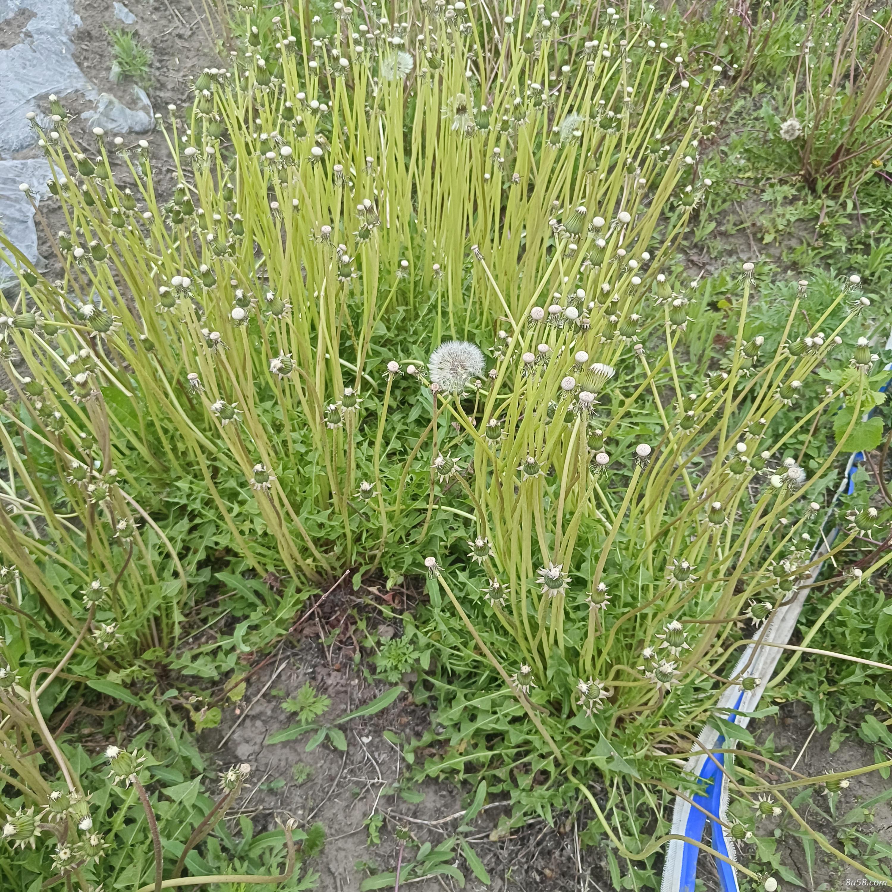 有4亩地蒲公英根出售