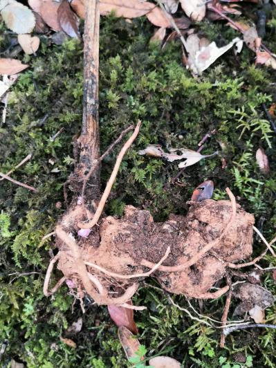 野生菊三七